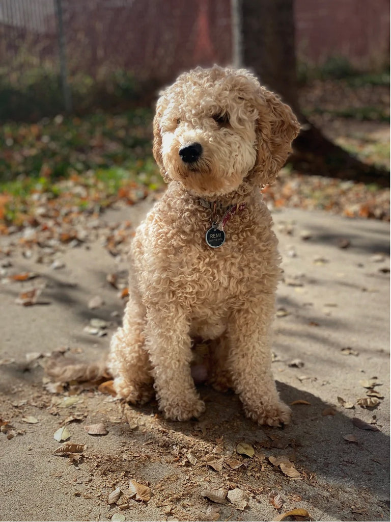 Mini Goldendoodles: The Perfect Companion for Your Family